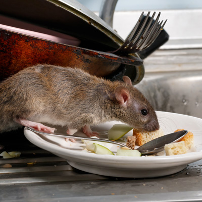 オゾンのネズミに対する効果について