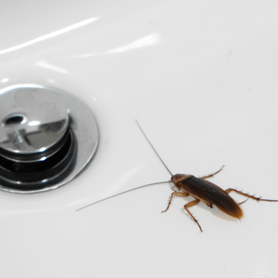 オゾンのゴキブリ駆除効果について